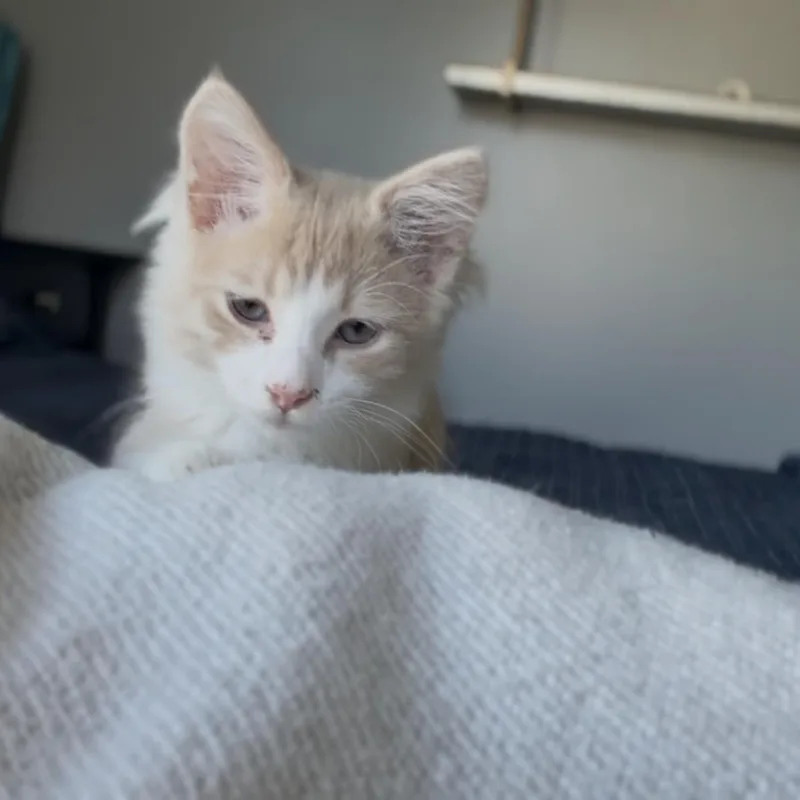 A baby medium-sized male Domestic Long Hair cat named Tyler for adoption in Charlotte, NC