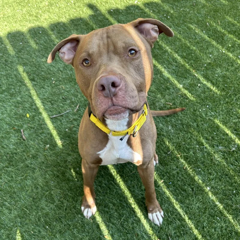 An adult large-sized male Brown / Chocolate Mixed Breed dog named Buster Brown for adoption in Naperville, IL
