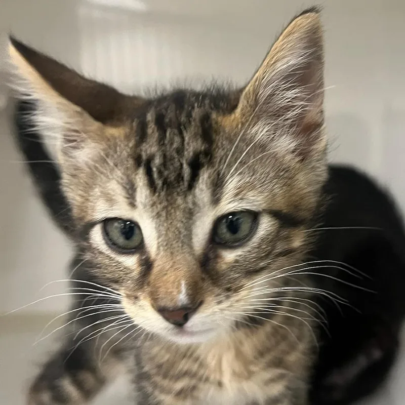 A baby small-sized male Brown / Chocolate Domestic Short Hair cat named Lennon for adoption in Redwood City, CA