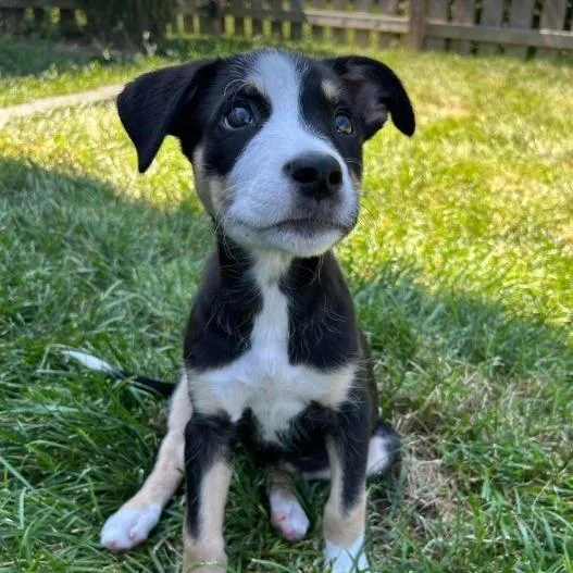 A baby medium-sized female Border Collie dog named Uno for adoption in Overland Park, KS