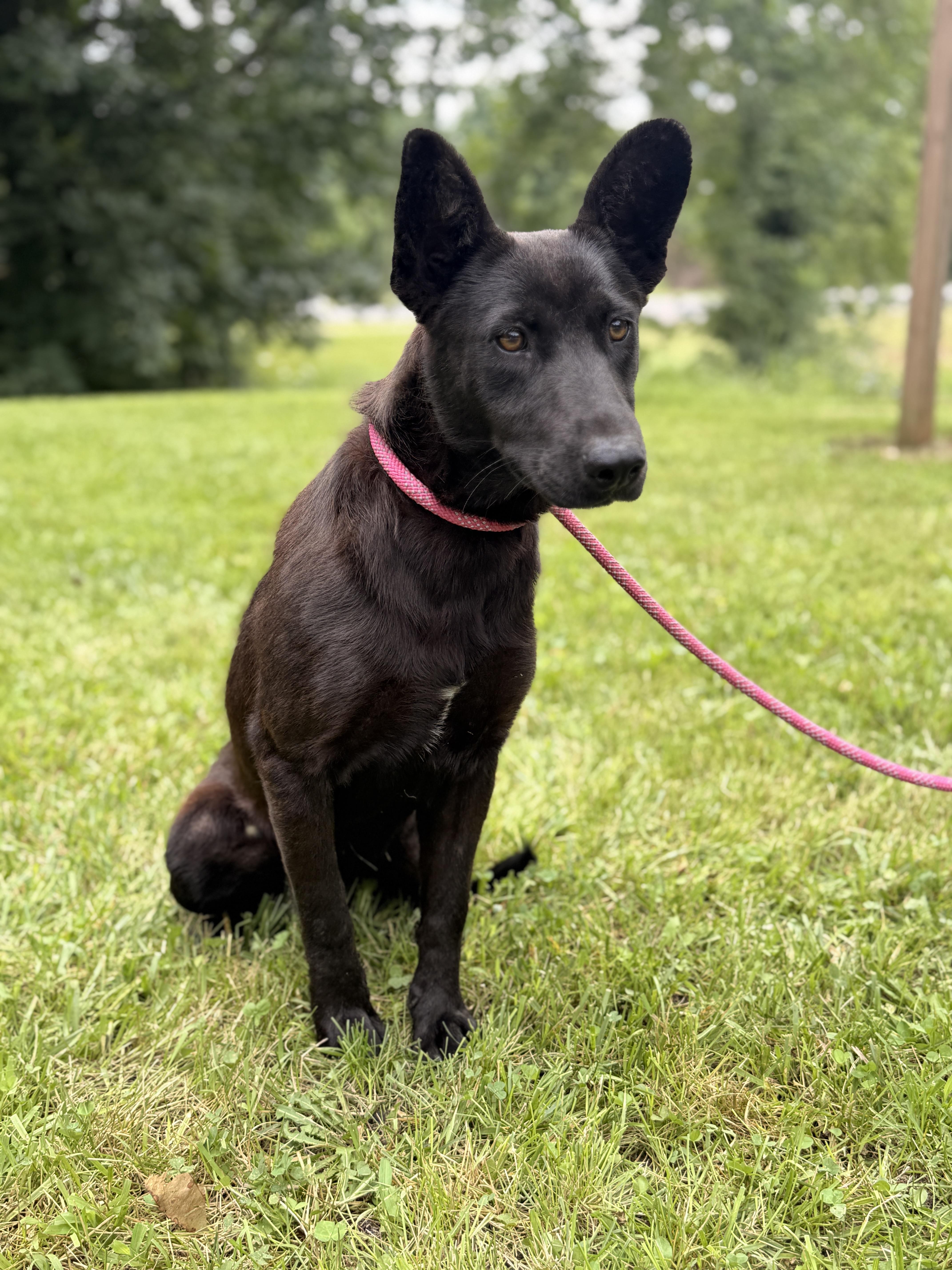 A young medium-sized female Black German Shepherd Dog dog named Emily Transport for adoption in Gradyville, KY