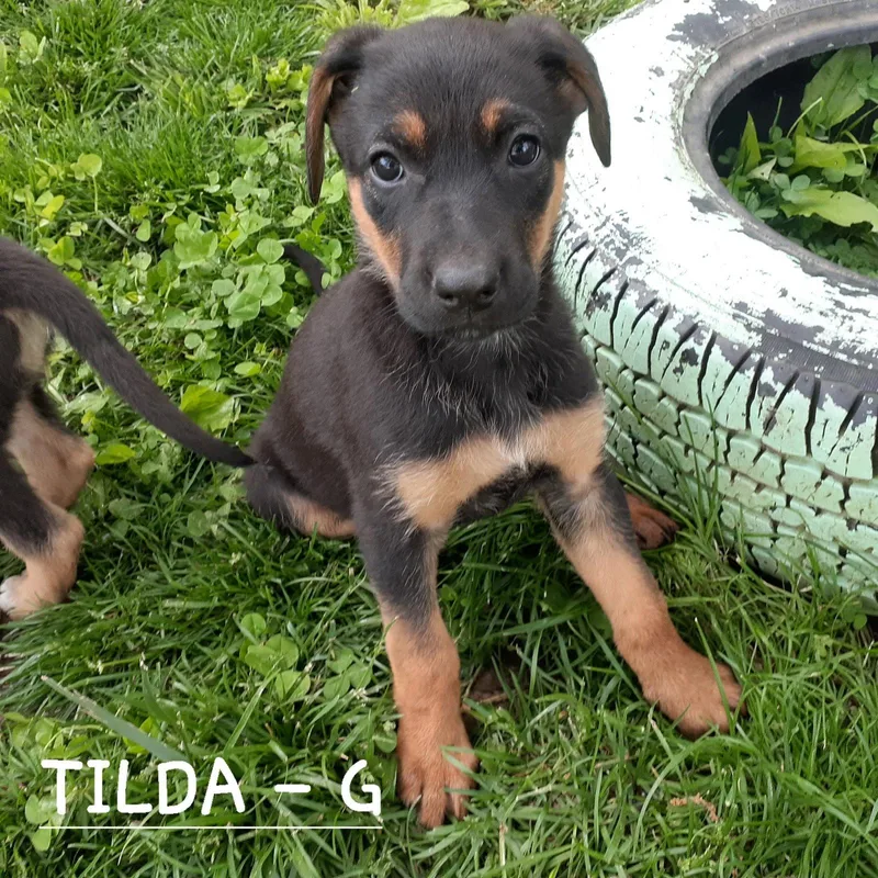 Tilda