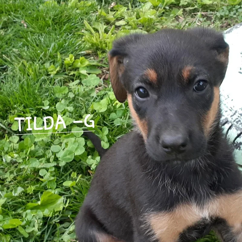 Tilda thumbnail 2