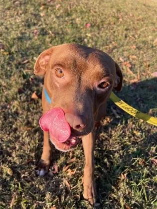 An adult medium-sized male Mixed Breed dog named Mills for adoption in Chamblee, GA