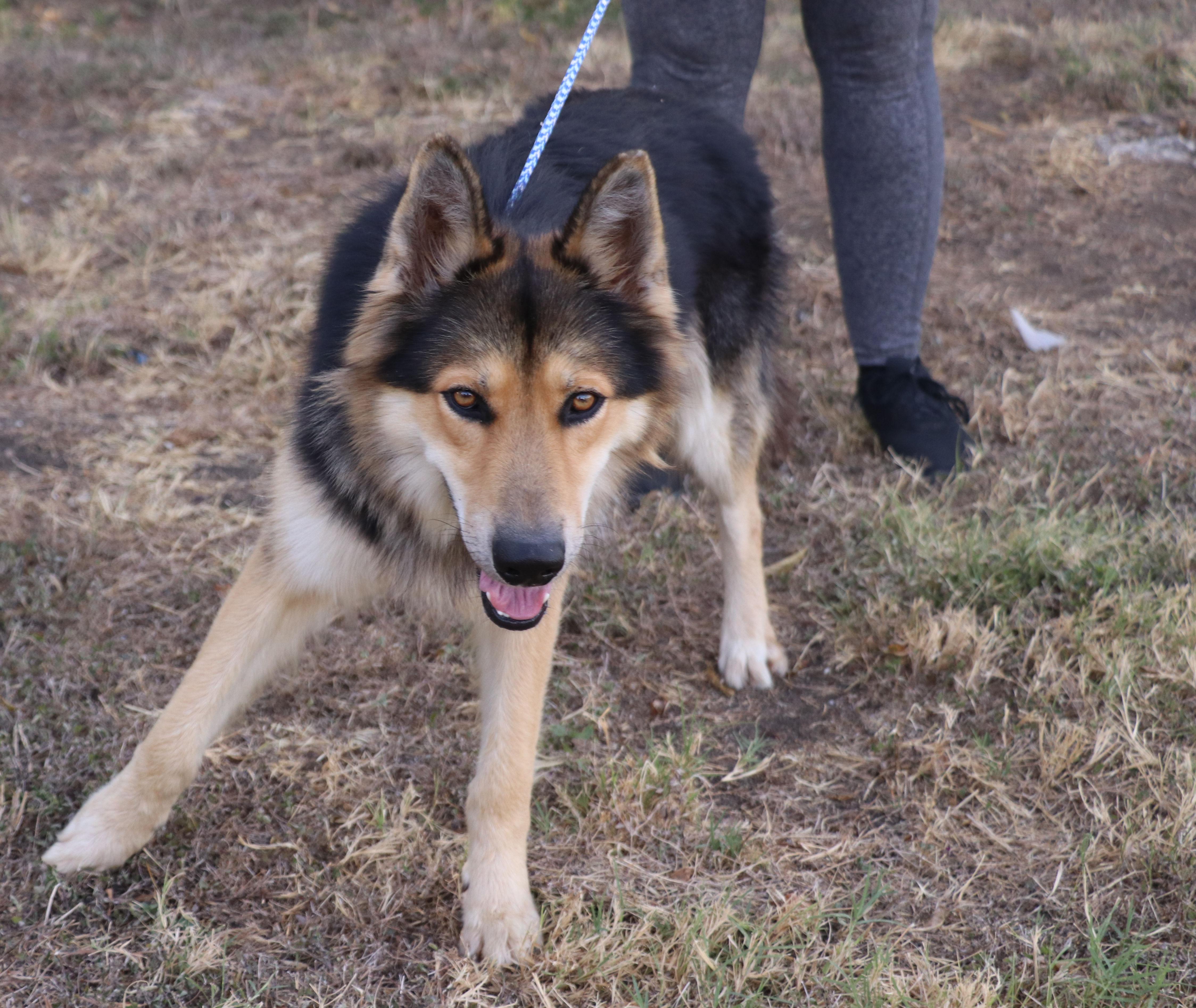 A young large-sized male German Shepherd Dog dog named Husky Curly for adoption in Pflugerville, TX