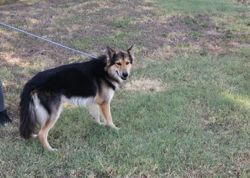 Husky Curly thumbnail 2
