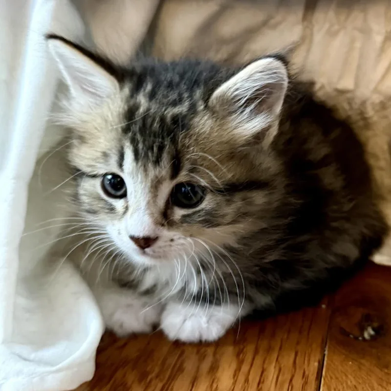 A baby medium-sized female Tabby (Brown / Chocolate) Domestic Long Hair cat named Robin for adoption in Chattanooga, TN