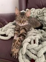 Gertrude thumbnail 2