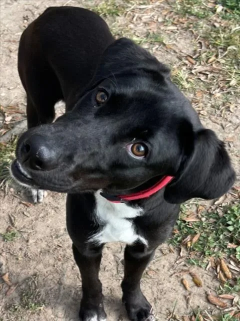 A young large-sized female Labrador Retriever dog named Aqua for adoption in Texas City, TX