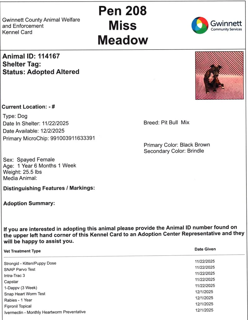 An adult medium-sized female Pit Bull Terrier dog named Miss Meadow for adoption in Monroe, GA