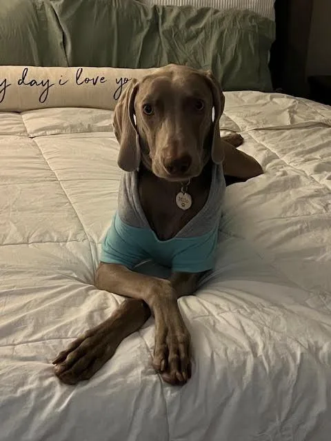 An adult large-sized male Weimaraner dog named Milo for adoption in Marietta, GA