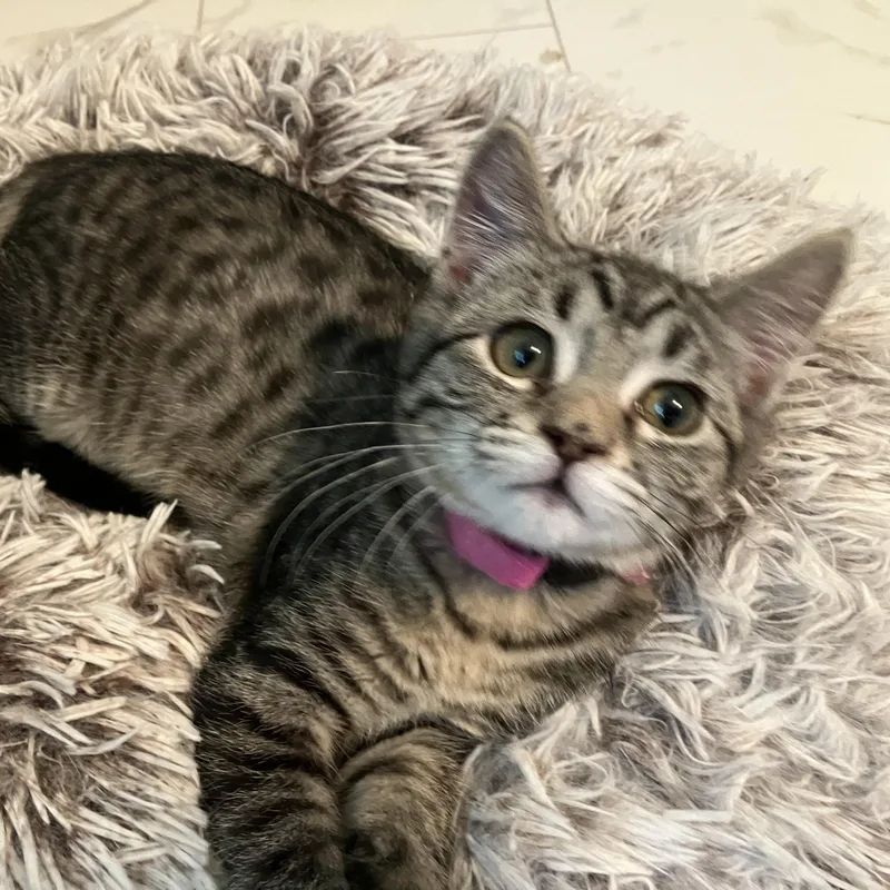Scruffles