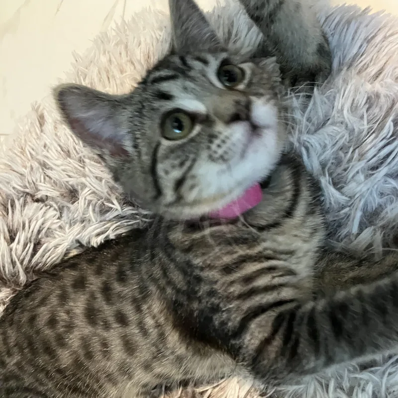 Scruffles thumbnail 3