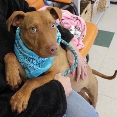 Mr. Potato Head thumbnail 2