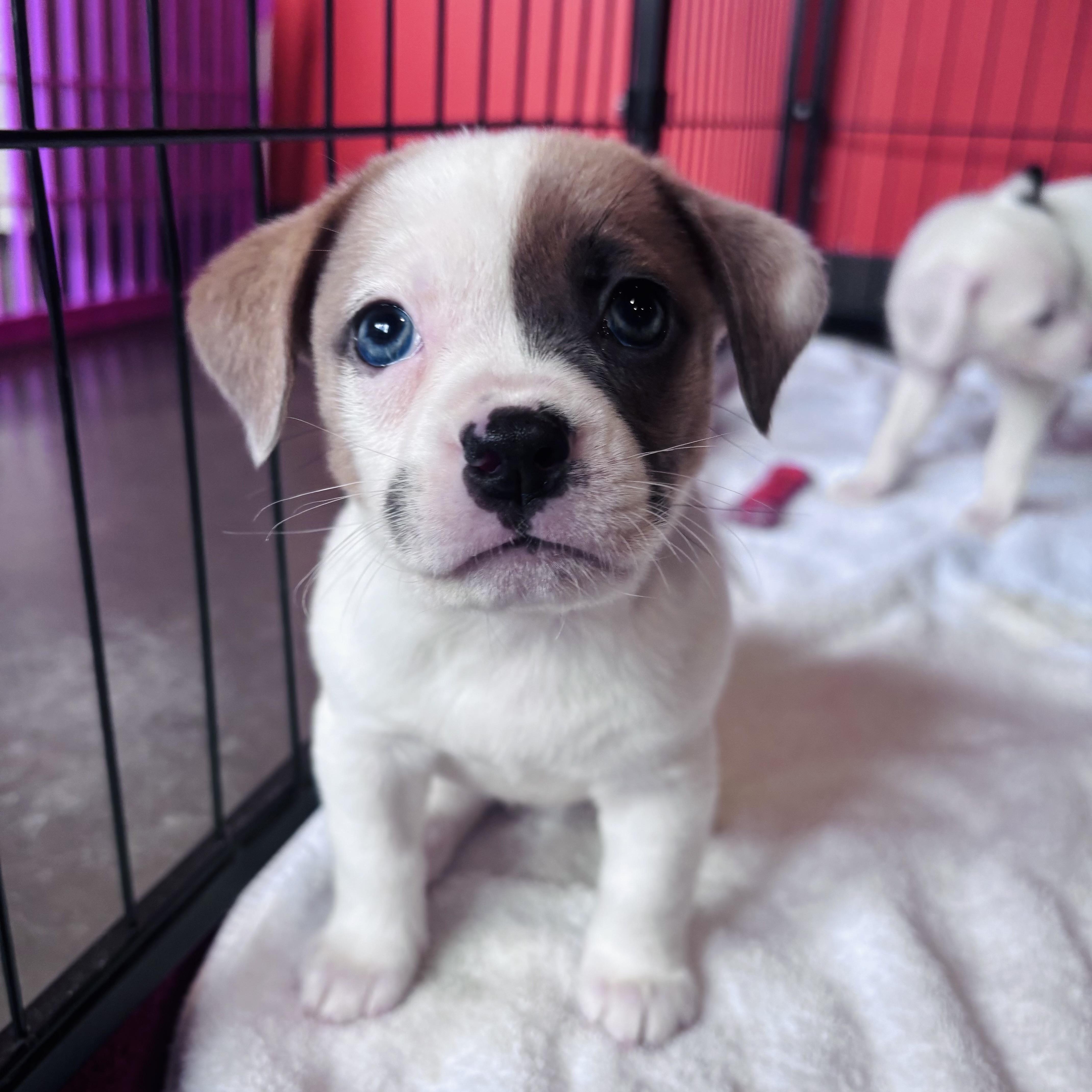 A baby small-sized female Brown / Chocolate Terrier dog named Liberty for adoption in Salisbury, NC