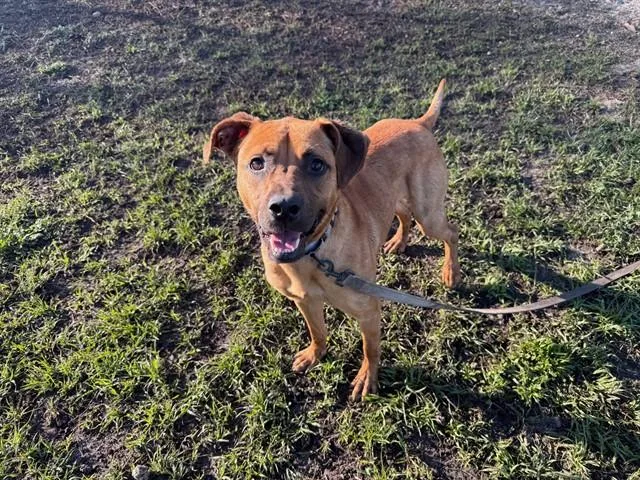A young large-sized male Black Mouth Cur dog named Sid for adoption in Ocala, FL