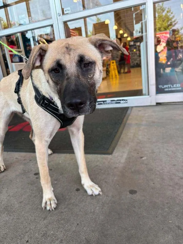A young large-sized female Shepherd dog named Hope for adoption in Sumter, SC