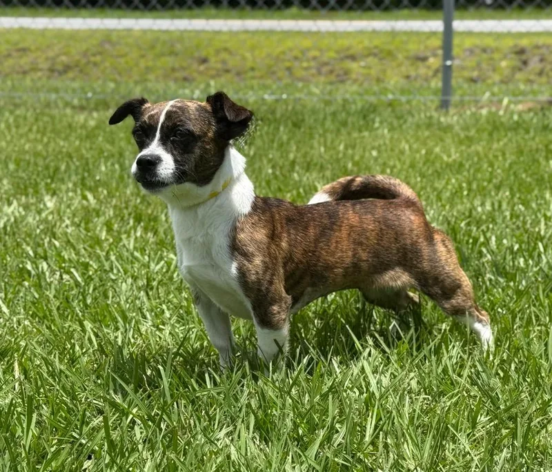 An adult medium-sized female Jack Russell Terrier dog named Gurdy for adoption in Kingsland, GA