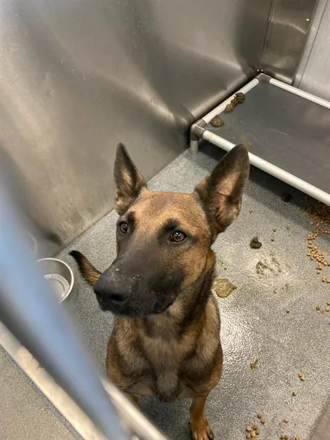 An adult large-sized male Belgian Shepherd / Malinois dog named Kendrick for adoption in Dallas, TX