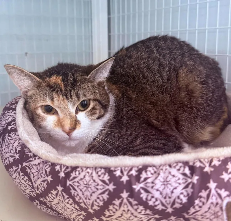 A young medium-sized female Domestic Short Hair cat named Sugar for adoption in Kingsland, GA