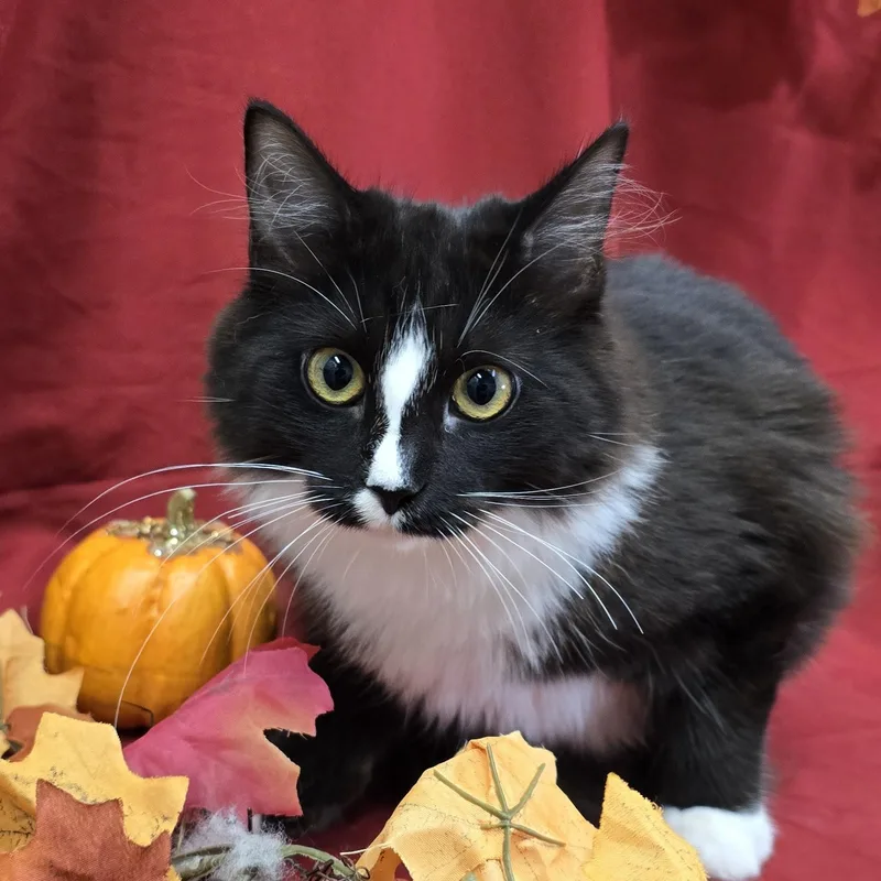 A young medium-sized female Black & White / Tuxedo Domestic Long Hair cat named Sriracha for adoption in Payson, AZ