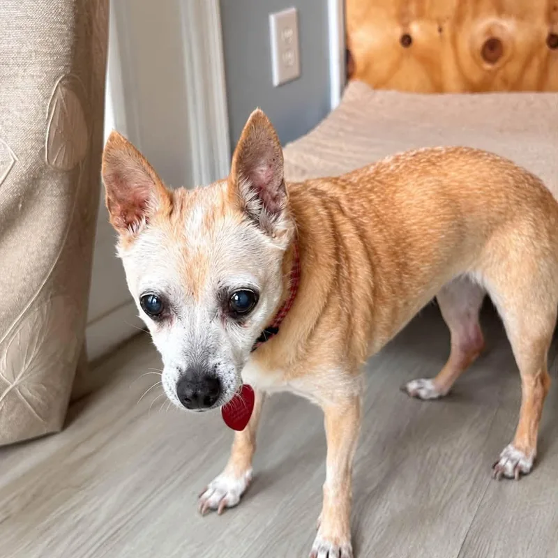 A senior small-sized female Chihuahua dog named Bailey for adoption in Severn, MD