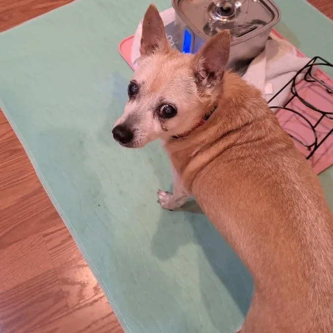 Bailey thumbnail 2