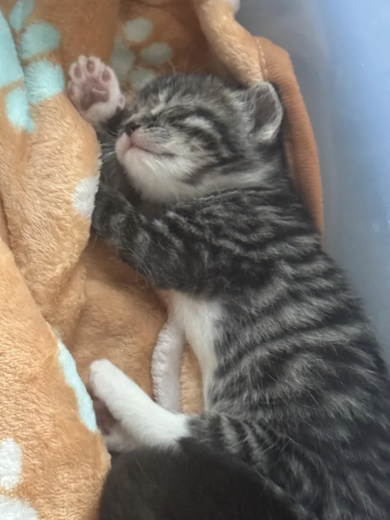 Phoebe thumbnail 2