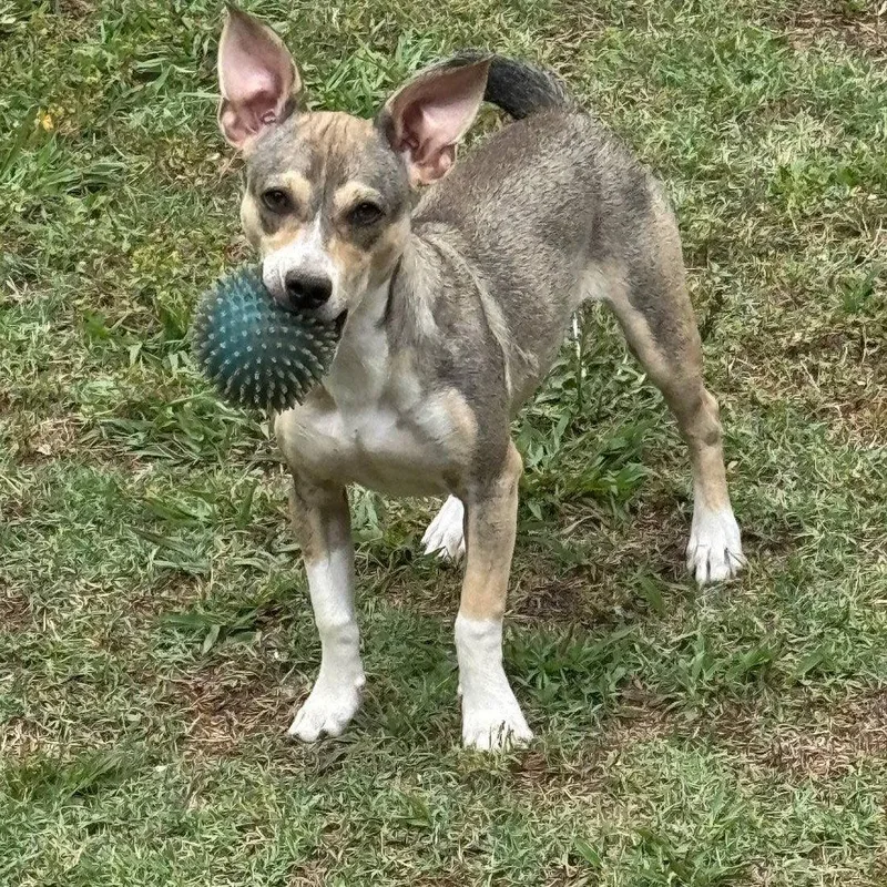 A young small-sized male Terrier dog named Wilson for adoption in Arlington, VA