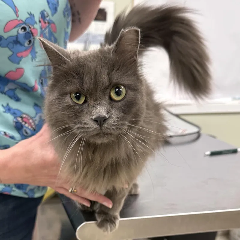 A young medium-sized female Brown / Chocolate Domestic Short Hair cat named Dutchess for adoption in East Smithfield , PA