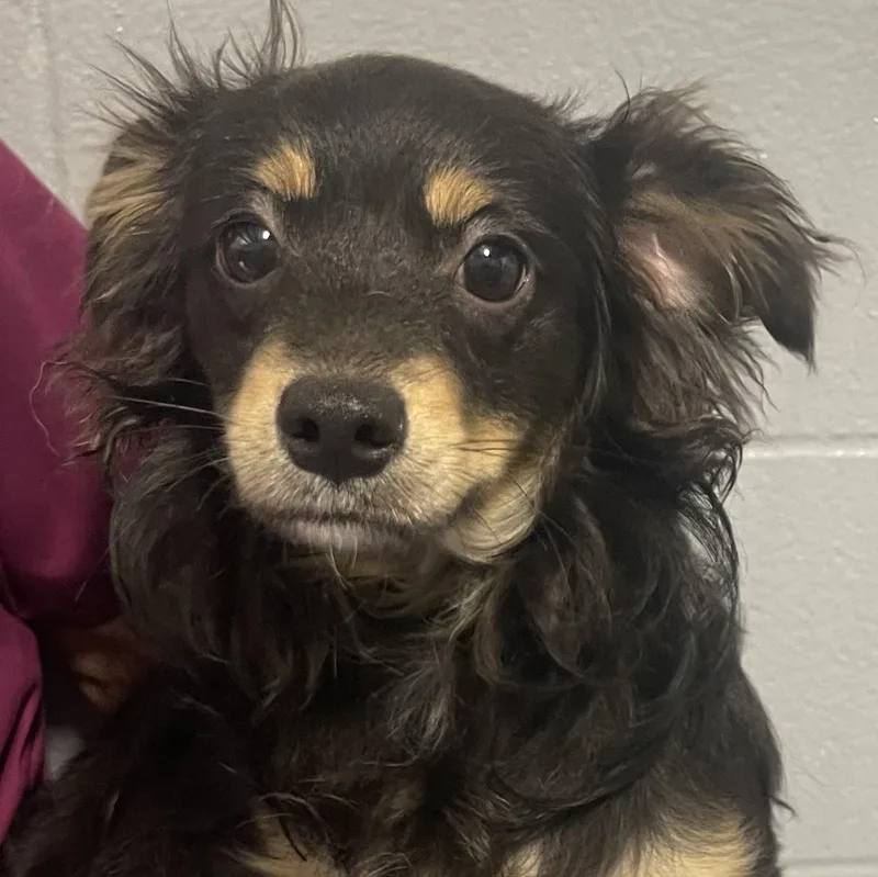 A young small-sized male Chihuahua dog named Hamm for adoption in New Philadelphia, OH