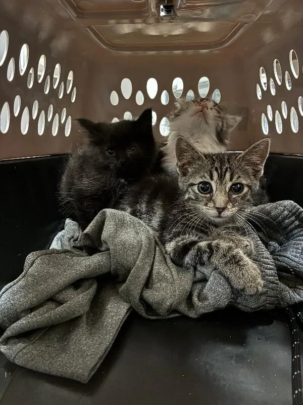 A young small-sized female Black Domestic Short Hair cat named Toronto Blue Jays for adoption in Cincinnati, OH