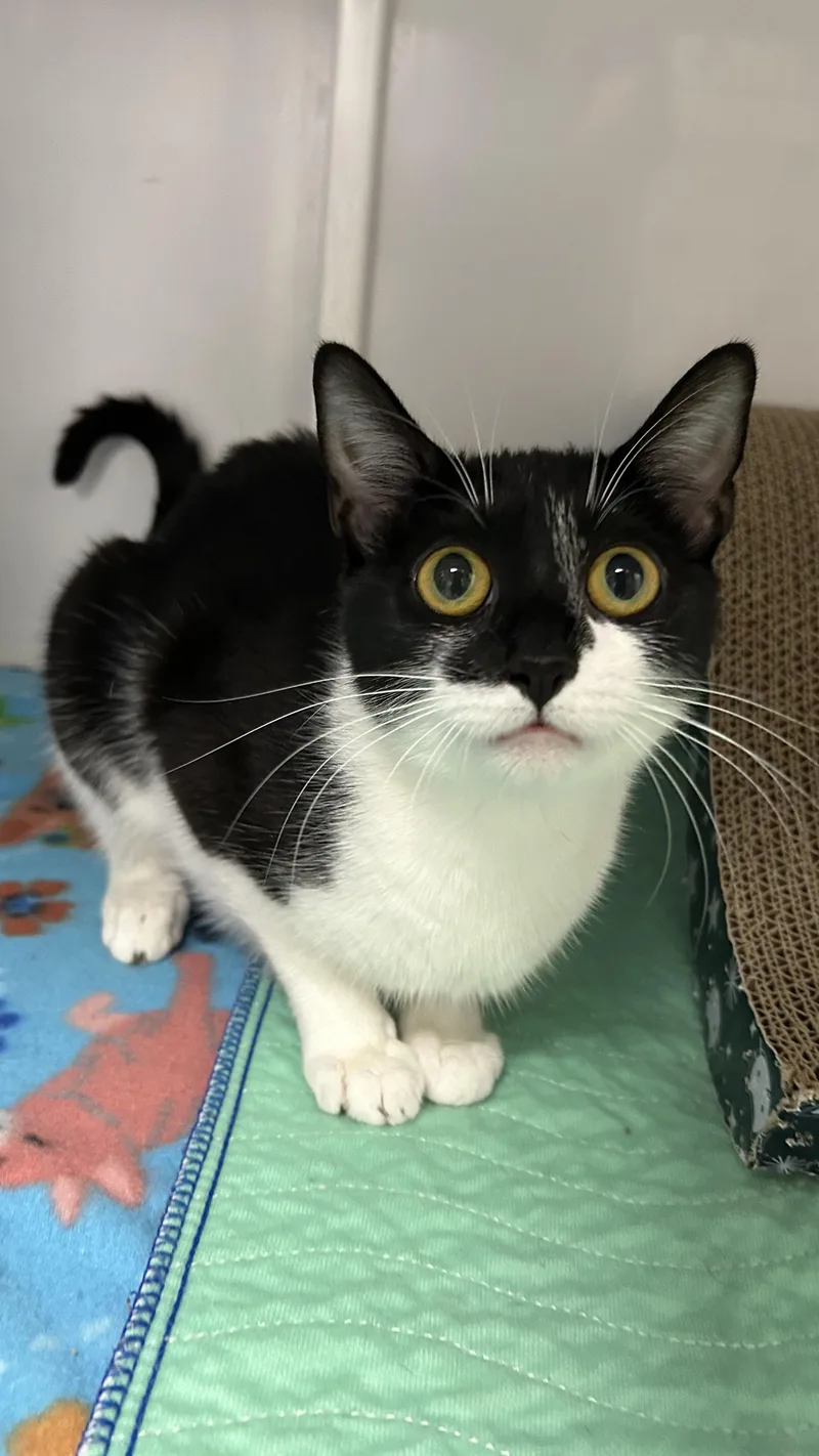 An adult medium-sized female Black & White / Tuxedo Domestic Short Hair cat named Miss Fortune for adoption in White Oak, PA