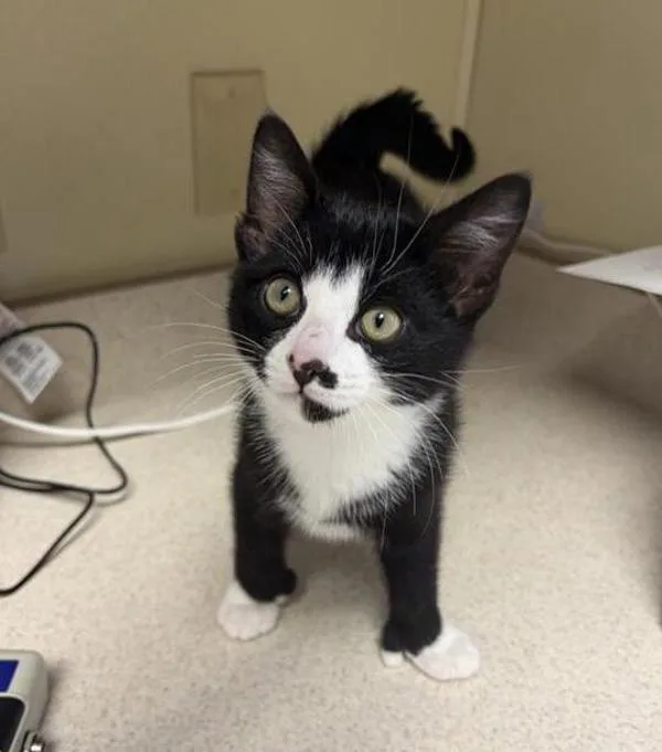 A baby small-sized male Domestic Short Hair cat named Bob for adoption in Great Falls, MT
