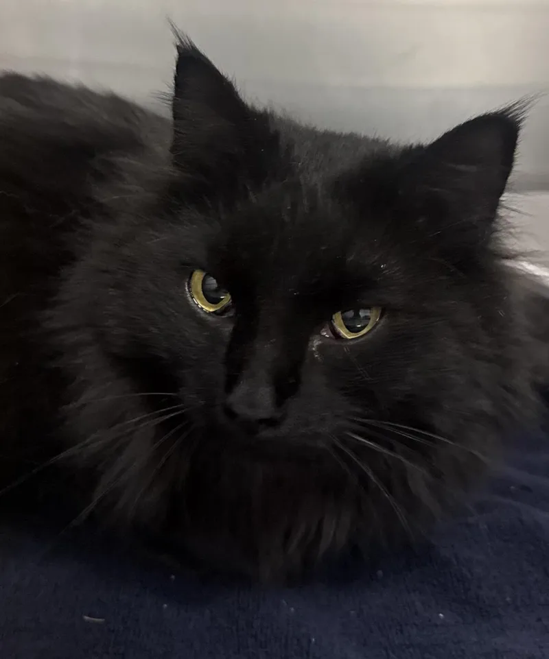 A young medium-sized female Black Domestic Long Hair cat named Gladys Knight for adoption in Chandler, AZ