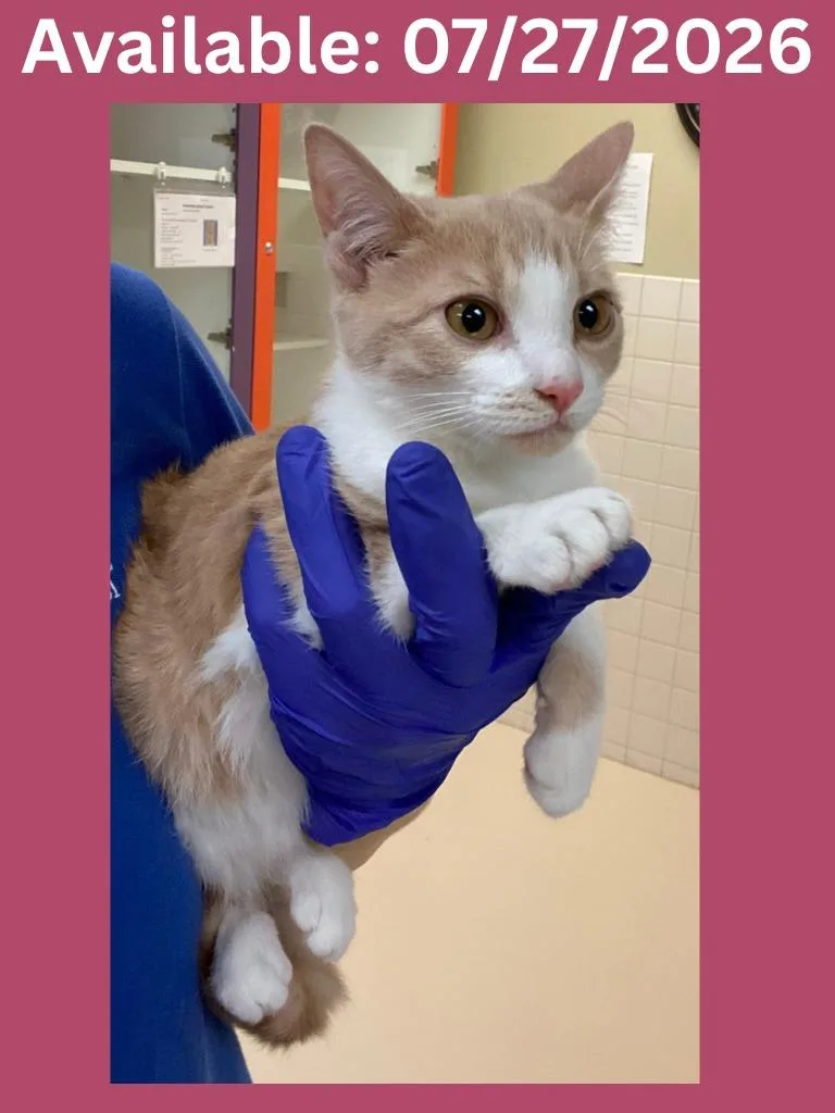 A baby medium-sized female Domestic Long Hair cat named Cat Condo  Nutmeg for adoption in Greenville, TX