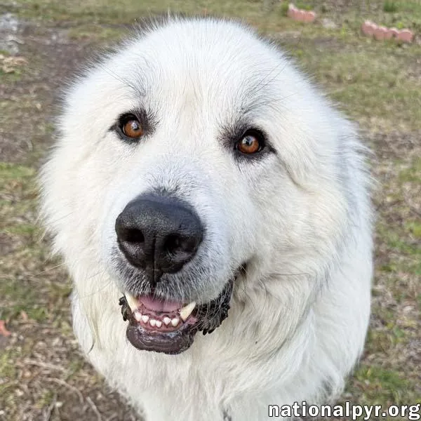 An adult extra large-sized male White / Cream Great Pyrenees dog named Kratos In Sc for adoption in Beacon, NY