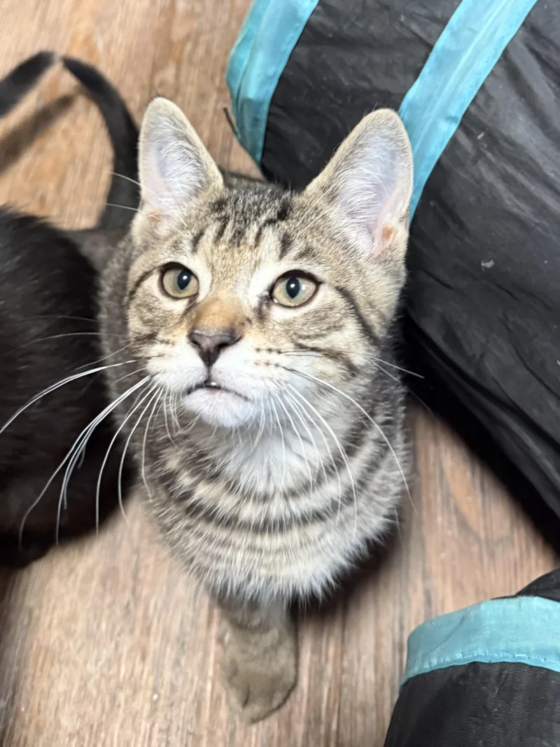 Pablo