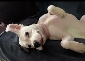 A young medium-sized female White / Cream Terrier dog named Barbie for adoption in Largo, FL