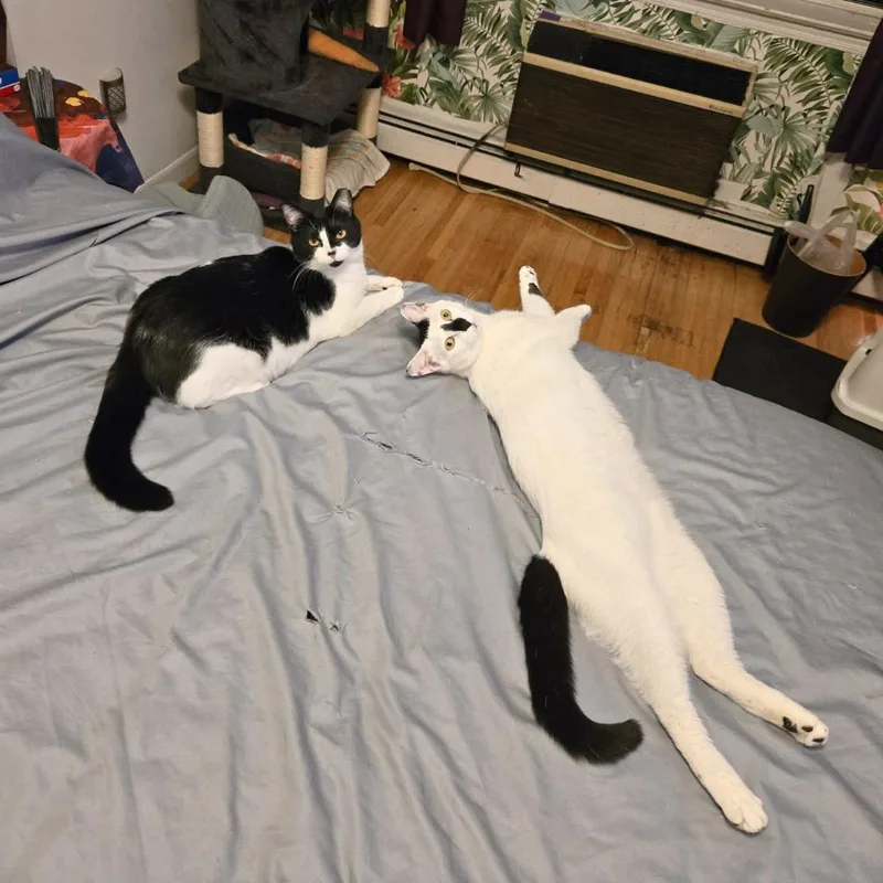 Daisy & Lily  thumbnail 4