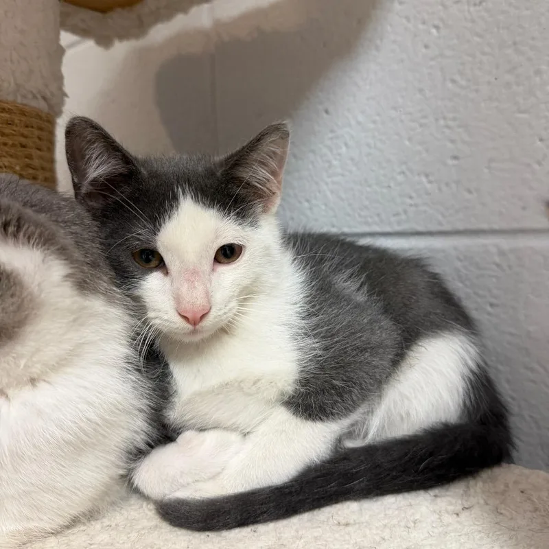 A baby small-sized male Gray / Blue / Silver Domestic Short Hair cat named Sturgeon for adoption in South Elgin, IL