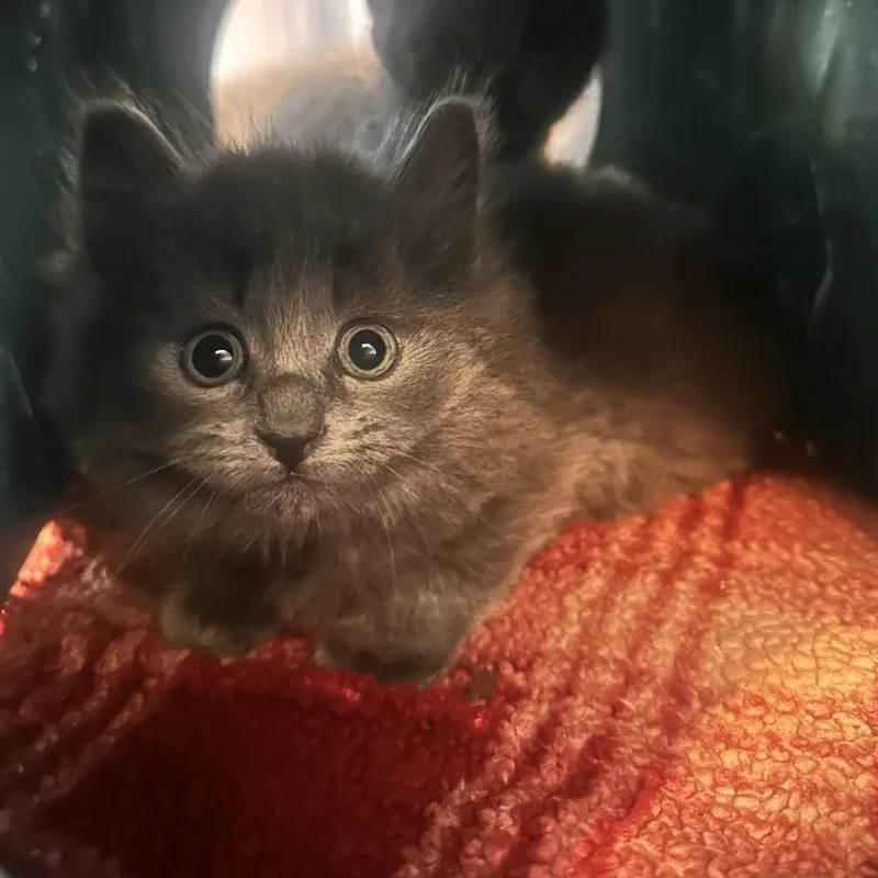 A baby small-sized female Gray / Blue / Silver Domestic Long Hair cat named Mia for adoption in Rocky Mount, VA