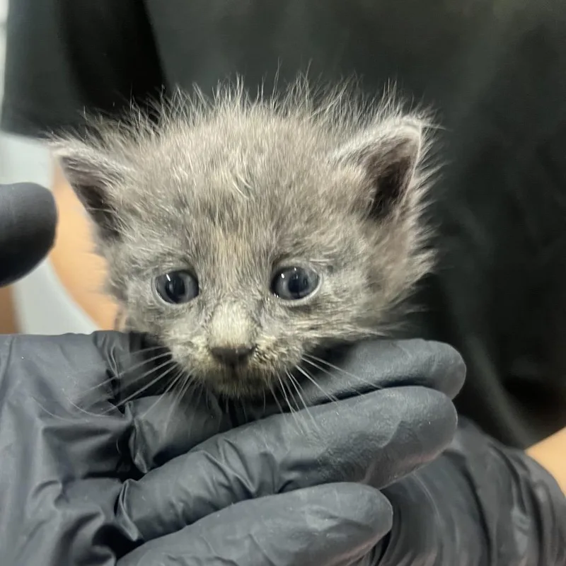 A baby small-sized female Gray / Blue / Silver Domestic Short Hair cat named Corduroy @ Dorchester Road for adoption in Summerville, SC