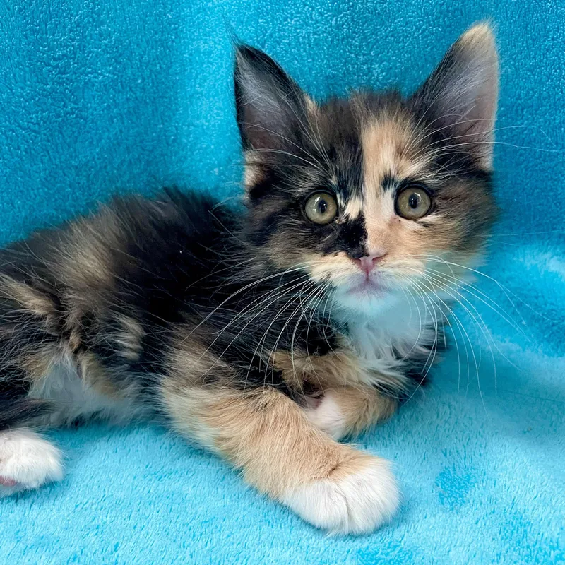 A baby medium-sized female Calico cat named Tilly for adoption in Greensboro, NC