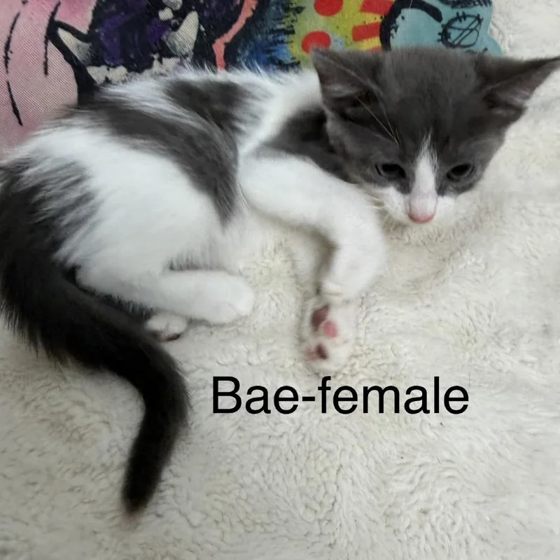 A baby small-sized female Gray / Blue / Silver Domestic Short Hair cat named Bae for adoption in Floresville, TX
