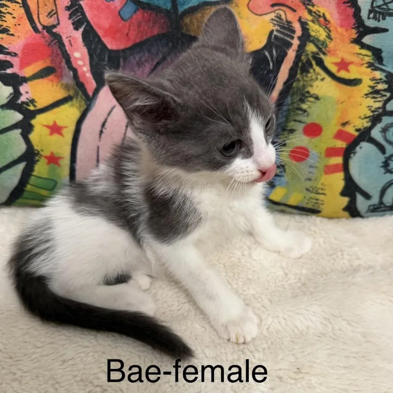 Bae thumbnail 2