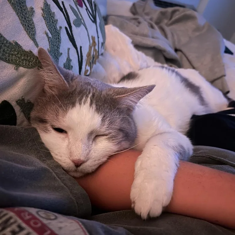 A senior medium-sized male White Domestic Short Hair cat named Marshall for adoption in Chicago, IL