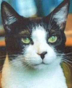 An adult medium-sized male Black & White / Tuxedo Domestic Short Hair cat named Dennis for adoption in Anoka, MN