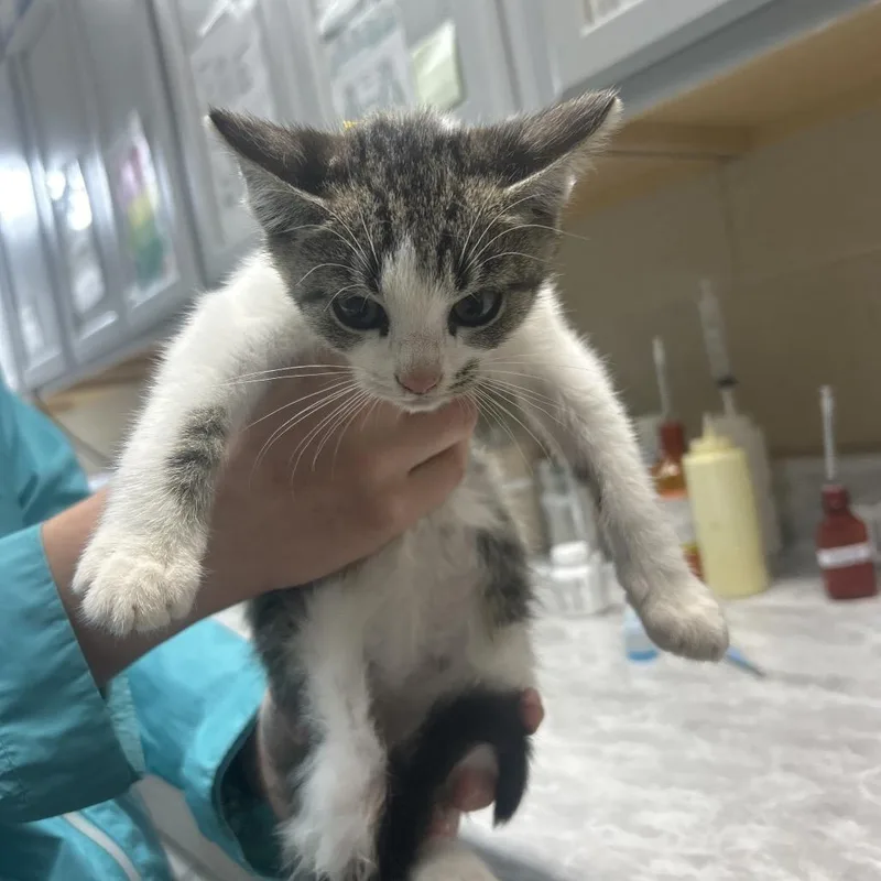 A baby small-sized male Buff / Tan / Fawn Domestic Short Hair cat named Taylor for adoption in Lewisburg, WV