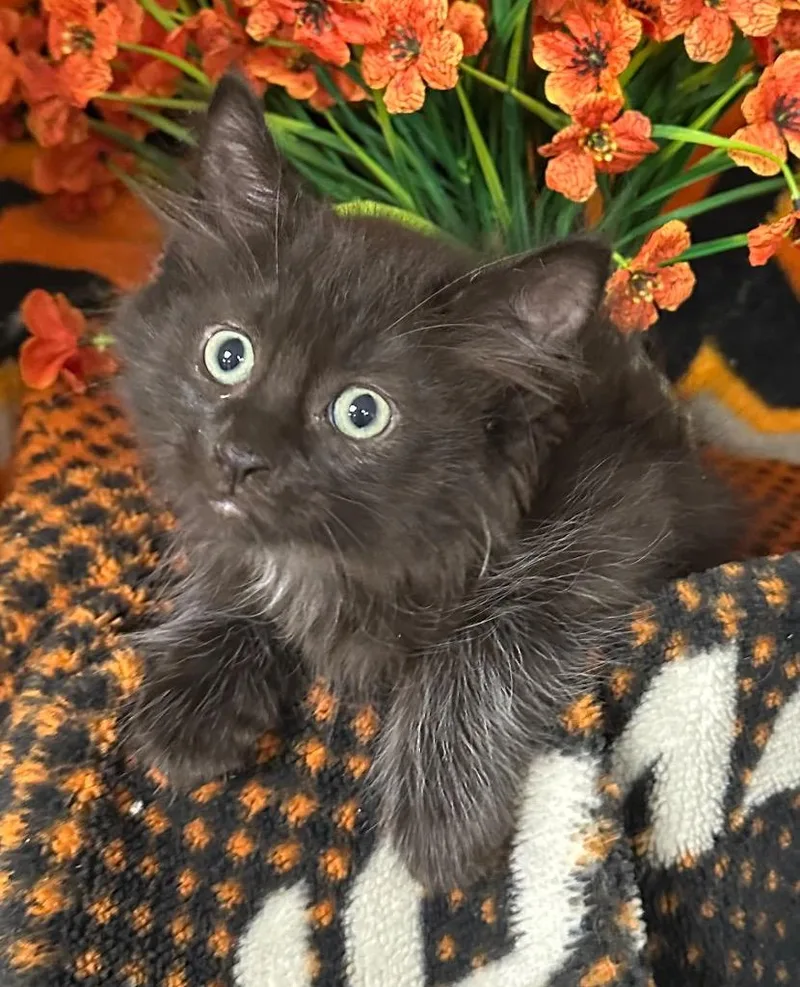 A baby small-sized male Domestic Medium Hair cat named Harry for adoption in Stillwater, OK